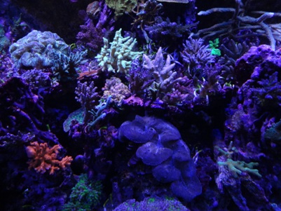 Full SPS and LPS Reef
Love to trade frags.