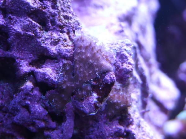 Encrusting Corals