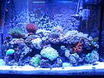 Apr 20, 2014, taken shortly after feeding 
 
Addition since Dec2013: 
Blue maxima clam 
Sixline wrasse 
Carpenter's flasher wrasse 
Blue dottyback...