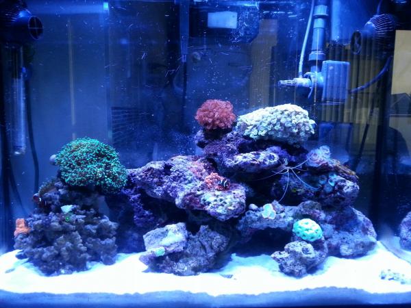 Nov 27, 2013

Started to upload pictures to keep track of reef growth.

Fishes: 2 Maroon clowns and 2 signal gobies (paired).
Inverts: 1 cleaner shrimp, various snails and crabs.
Corals: 2 anemones, 2 flowerpots, 1 frogspawn, 1 brain, 1 coco worm, various ricordea, zoanthids and mushrooms