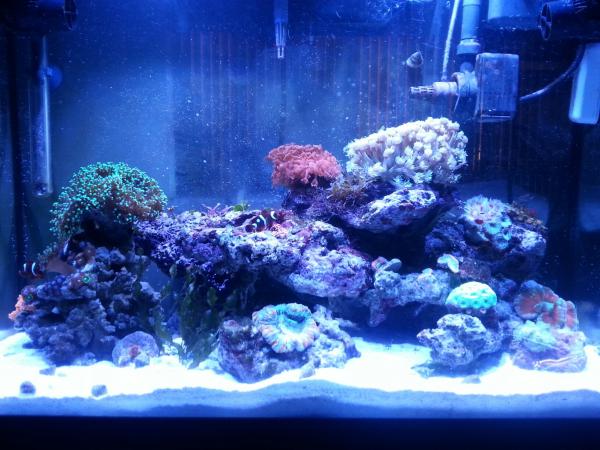 Dec 2, 2013

Added two open brain corals and a couple of zoanthids.

The Weslo placed on the center bottom rock is my wife's new favourite. It could almost cover the whole rock when expanded fully in the afternoon.