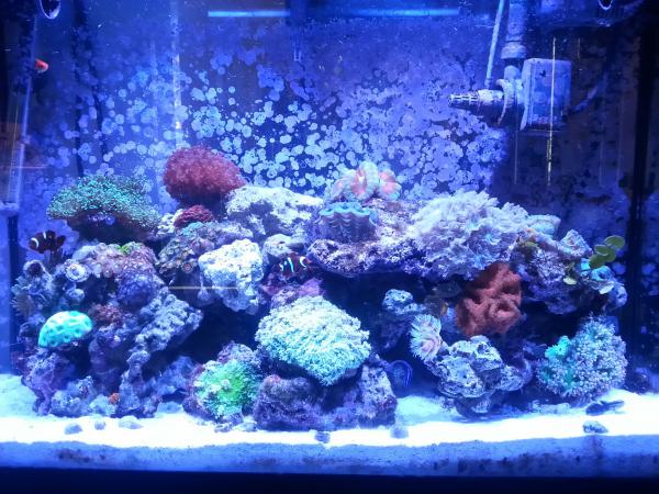 Apr 20, 2014, taken shortly after feeding
Addition since Dec2013:
Blue maxima clam
Sixline wrasse
Carpenter's flasher wrasse
Blue dottyback pseudochromis
Pink tip elegance
Red blastomussa
Green waving hand