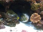 Puffer  puffing with sailfin tang in the way