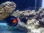 Achilles tang