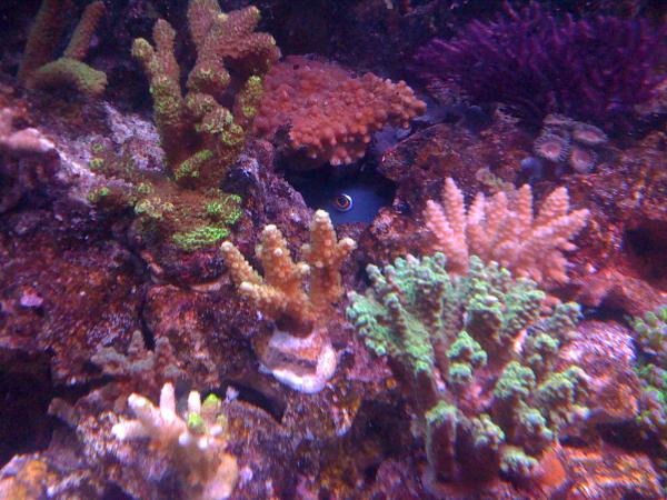 Sargassum trigger
