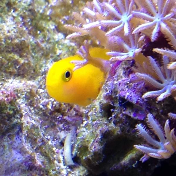 Yellow clown goby