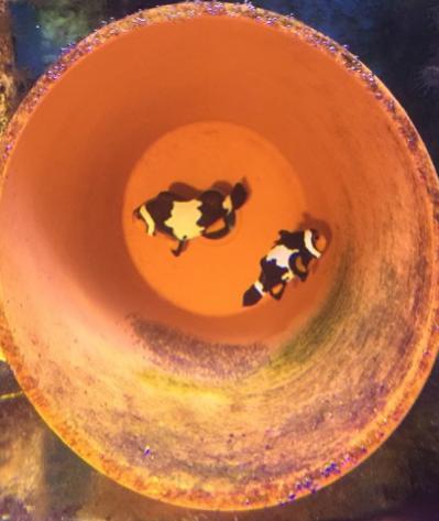 Black Ice Clownfish Pair w/ Eggs