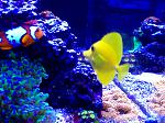 Yellow tang