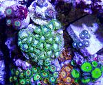 Zoa rock