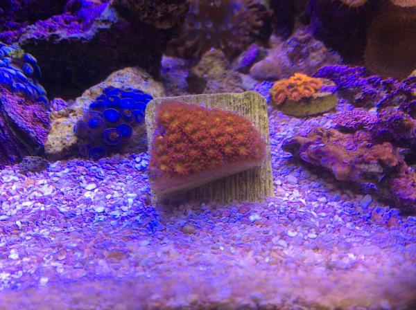 Leptastrea - new frag, October 12, 2015