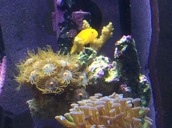 Clown goby on his perch