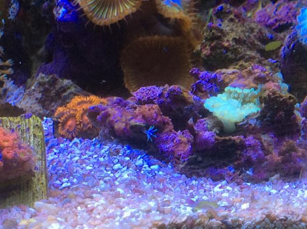 White star polyp?