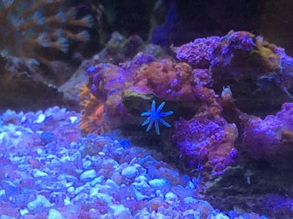 White star polyp closeup