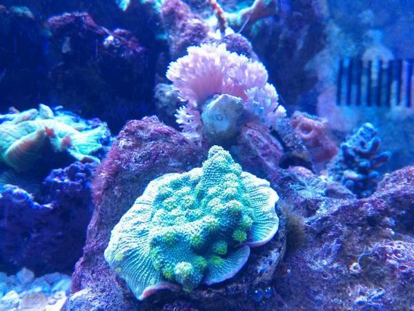 corals