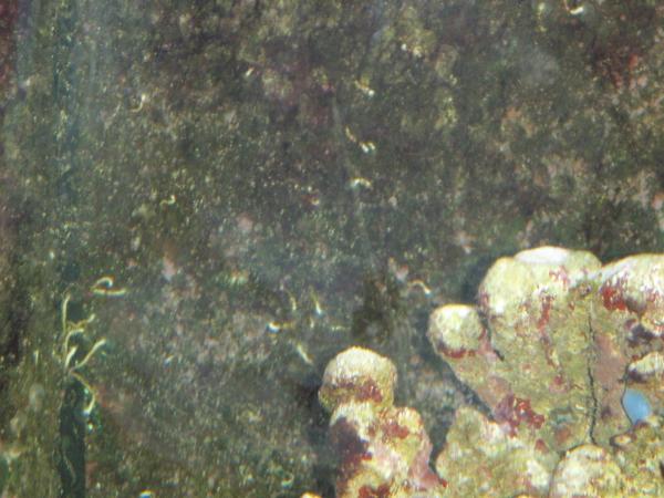 this pic is taken from right in front of tank, maybe 12 inches away from glass. you can just make out the other scratch in this pic. Again, unless you're looking for them, it takes a bit to spot them.