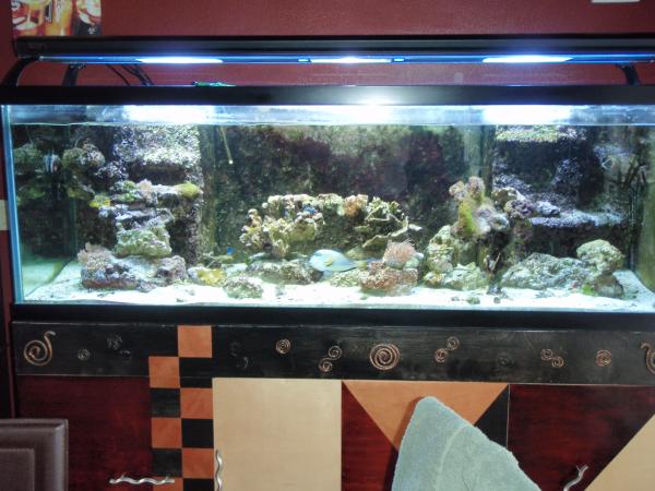 Full front...about 5 feet back to get the whole tank into pic
Tank and stand includes live rock walls $800.00