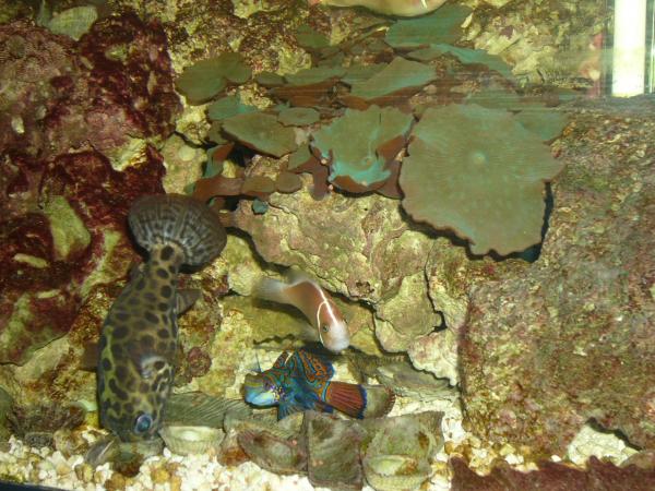 The whole reason I started my Salt water tank...the Mandarin Dragonet. I had a tank of just rock for a year and a half, then added some damsels for another year before I added my Dragonet. Definately worth the wait!