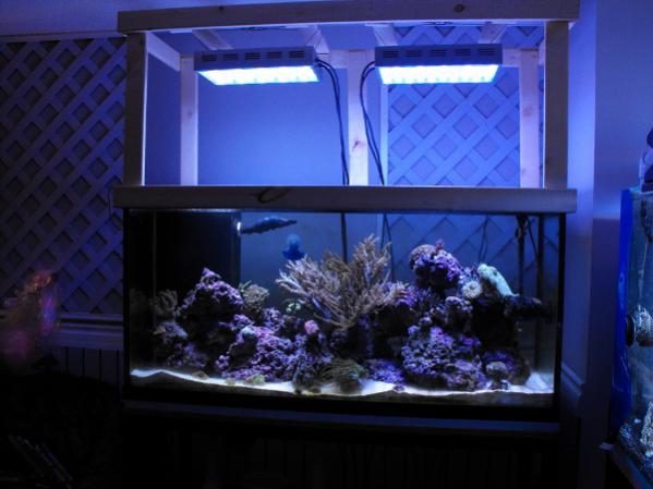 Full tank shot November 14, 2011. Everything is settled from the move now, still havent got the rockscaping just right, still a little more to play around with.