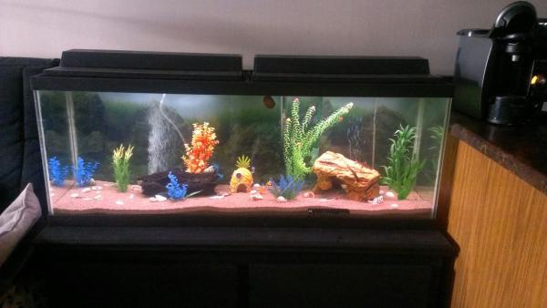 55 gallon
i didnt want a natural aquarium and with luck i got some tank mates that get along great.
"notice large apple snail on glass"
update ( hes about 5 and a half inchs spread out now Wow )