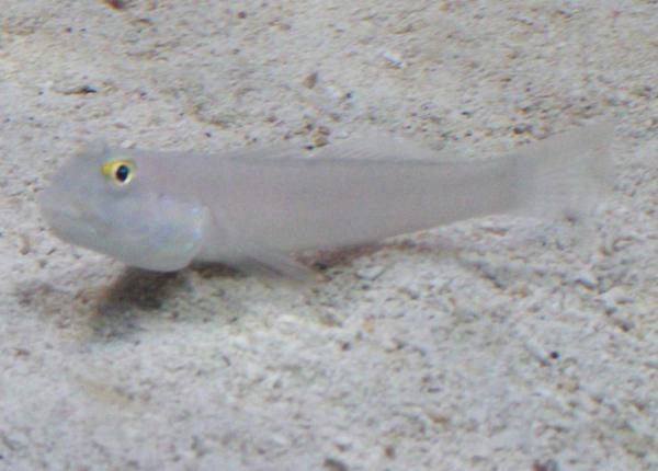 Finally putting on some weight, He used to spend all of his time in another guys sump, but seems to feel home here. Does like to dig, had moved half of my sand. I like him, he is a character