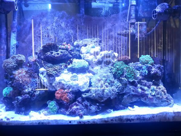 Sept 28, 2014
Added about 12 lbs of macro rocks and re-aquascaped the whole aquarium.
Addition since last update:
Blue (and presummably yellow) hammer coral
Six line wrasse
Peppermint shrimps