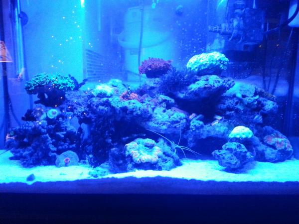 Dec 8, 2013
Added a set of lunar LEDs.
The brain in the middle and the ricordea shine beautifully under artinic light.
The reflections on the glass are from lights on my Christmas tree.