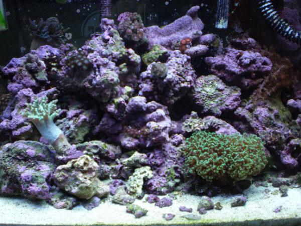 Tank - Has been through hell this year. I had a crash which took some valuable pieces. The Frogspawn had 18+ heads beforehand and has been in my tank for 3 years. Black days.